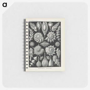 3-48_Ernst-Haeckel_memo