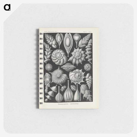 3-48_Ernst-Haeckel_memo