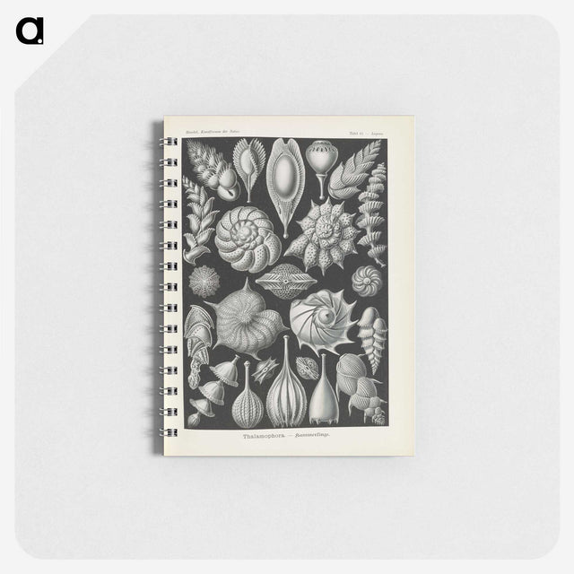 3-48_Ernst-Haeckel_memo