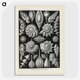 3-48_Ernst-Haeckel_picture-crop