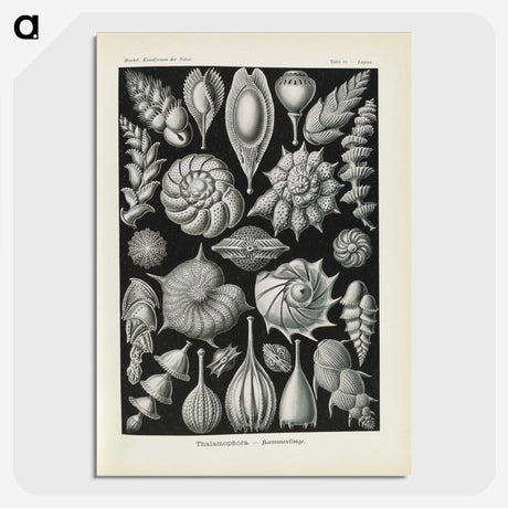 3-48_Ernst-Haeckel_picture-crop
