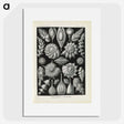 3-48_Ernst-Haeckel_picture