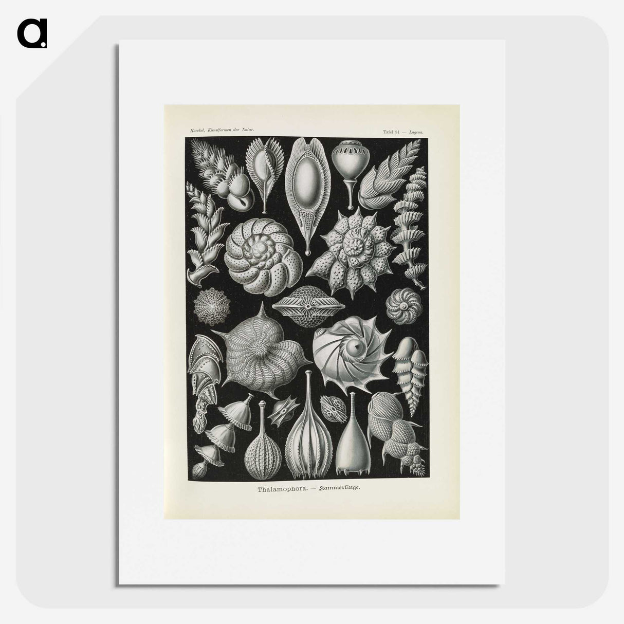 3-48_Ernst-Haeckel_picture