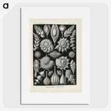3-48_Ernst-Haeckel_picture