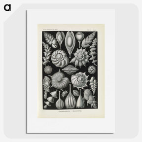 3-48_Ernst-Haeckel_picture
