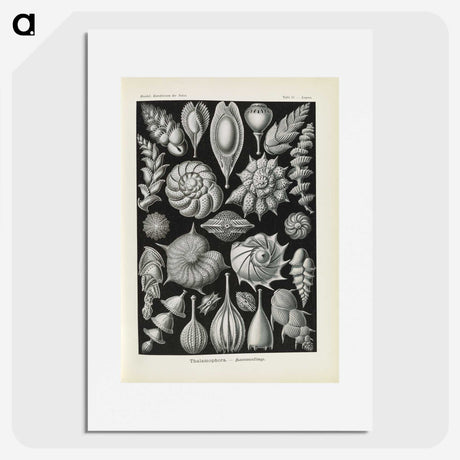 3-48_Ernst-Haeckel_picture
