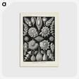 3-48_Ernst-Haeckel_postcard