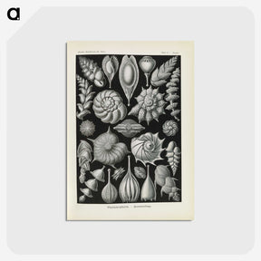 3-48_Ernst-Haeckel_postcard
