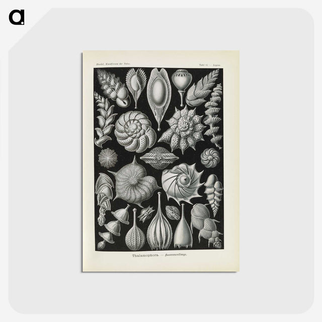 3-48_Ernst-Haeckel_postcard