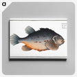 3-48_Ichtyologie-ou-Histoire-naturelle_canvas