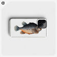 3-48_Ichtyologie-ou-Histoire-naturelle_phone