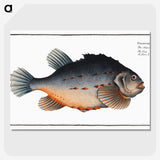 3-48_Ichtyologie-ou-Histoire-naturelle_picture-crop