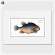 3-48_Ichtyologie-ou-Histoire-naturelle_picture