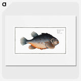 3-48_Ichtyologie-ou-Histoire-naturelle_picture