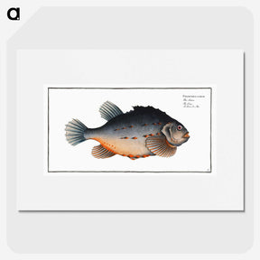 3-48_Ichtyologie-ou-Histoire-naturelle_picture