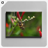 3-48_Insects-Unlocked-Project_canvas