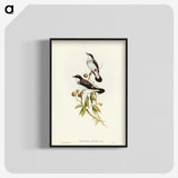 3-48_John-Gould_blk-crop