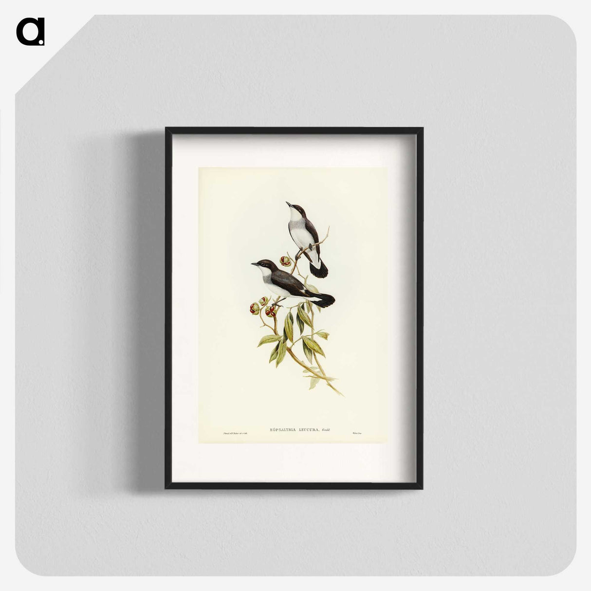 3-48_John-Gould_blk