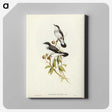 3-48_John-Gould_canvas