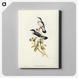 3-48_John-Gould_canvas
