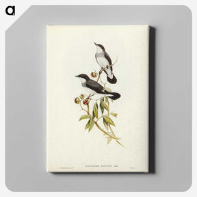 3-48_John-Gould_canvas