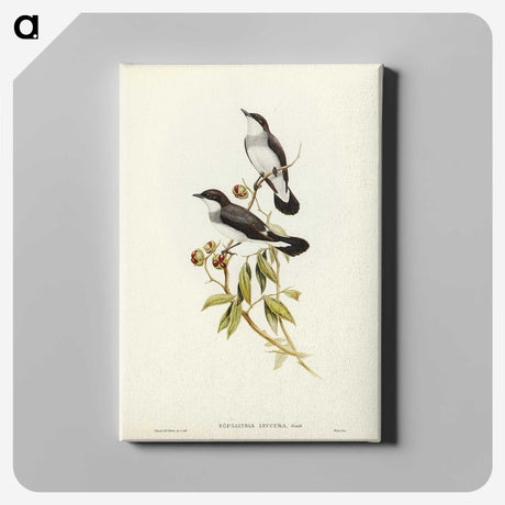 3-48_John-Gould_canvas