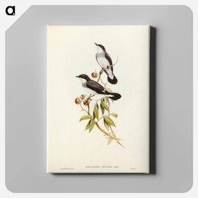 アートパネル-White-tailed Robin
 - ジョン グールド Canvas.