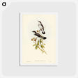 アートポストカード-White-tailed Robin
 - ジョン グールド Postcard.