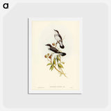 アートポストカード-White-tailed Robin
 - ジョン グールド Postcard.