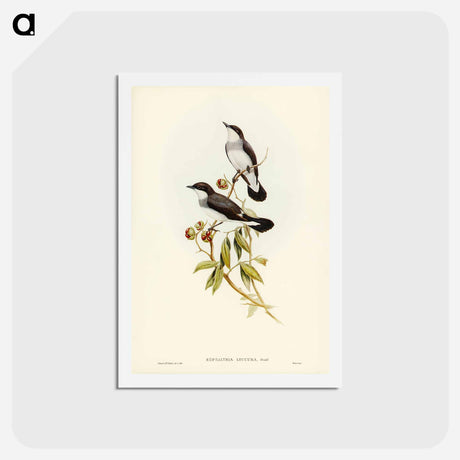 アートポストカード-White-tailed Robin
 - ジョン グールド Postcard.