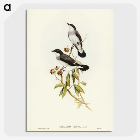 3-48_John-Gould_picture-crop