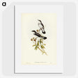 3-48_John-Gould_picture