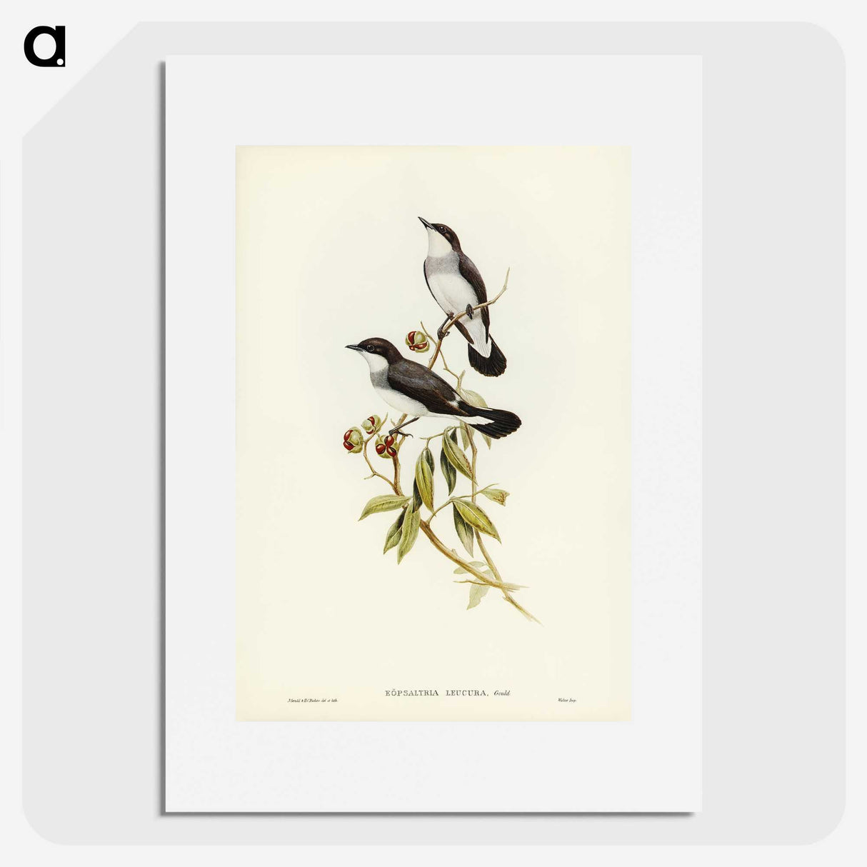 3-48_John-Gould_picture