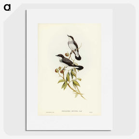 3-48_John-Gould_picture