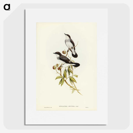 3-48_John-Gould_picture