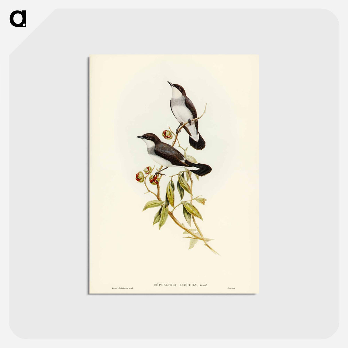 アートポストカード-White-tailed Robin
 - ジョン グールド Postcard.
