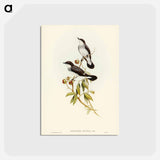 アートポストカード-White-tailed Robin
 - ジョン グールド Postcard.