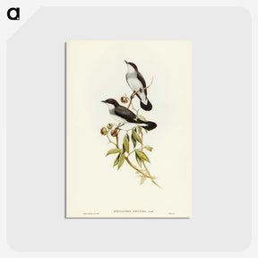 3-48_John-Gould_postcard