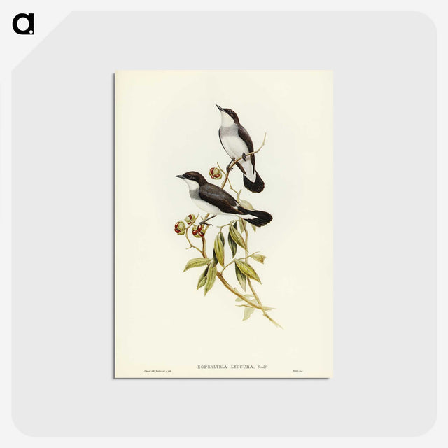 3-48_John-Gould_postcard