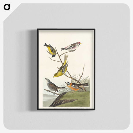 3-48_John-James-Audubon_blk-crop