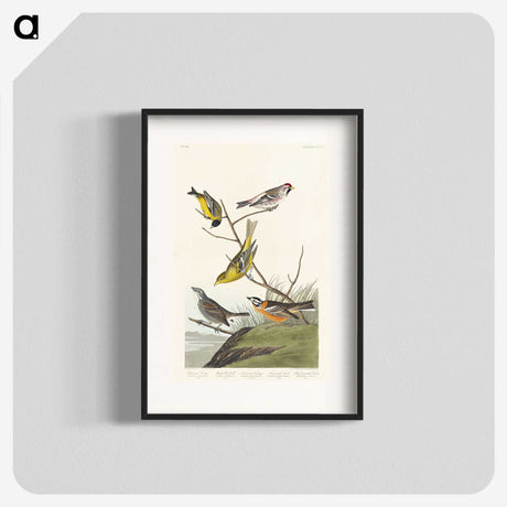 3-48_John-James-Audubon_blk