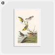 アートポストカード-Birds of America
 - ジョン ジェームス オーデュボン Postcard.