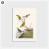 アートポストカード-Birds of America
 - ジョン ジェームス オーデュボン Postcard.