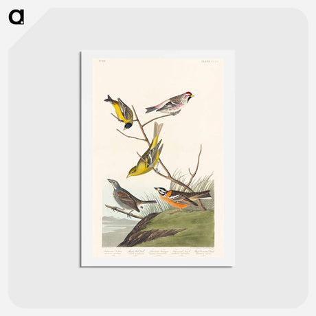 アートポストカード-Birds of America
 - ジョン ジェームス オーデュボン Postcard.