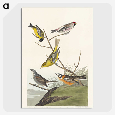 3-48_John-James-Audubon_picture-crop