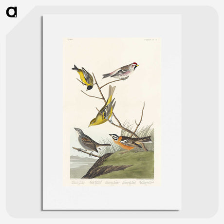 3-48_John-James-Audubon_picture