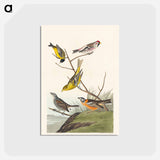 アートポストカード-Birds of America
 - ジョン ジェームス オーデュボン Postcard.