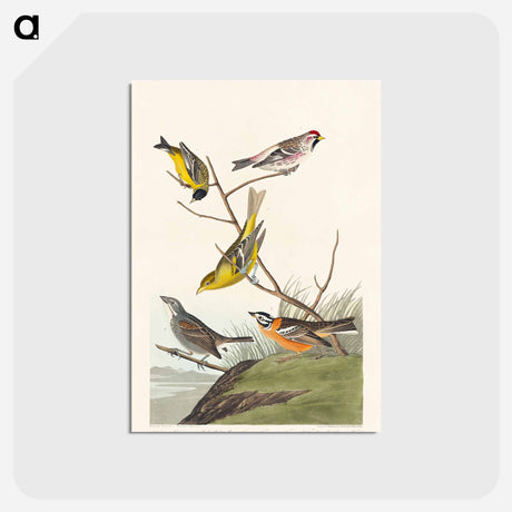 アートポストカード-Birds of America
 - ジョン ジェームス オーデュボン Postcard.