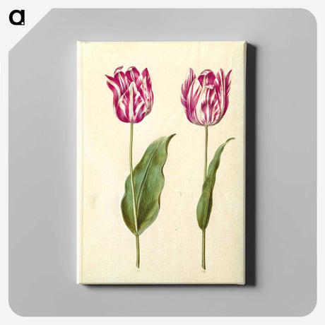 3-48_Maria-Sibylla-Merian_canvas