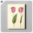 アートパネル-Tulipa gesneriana
 - マリア ジビーラ メーリアン Canvas.